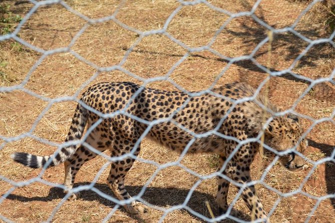 Day Trip To Menagesha Suba Forest - Key points to know before booking