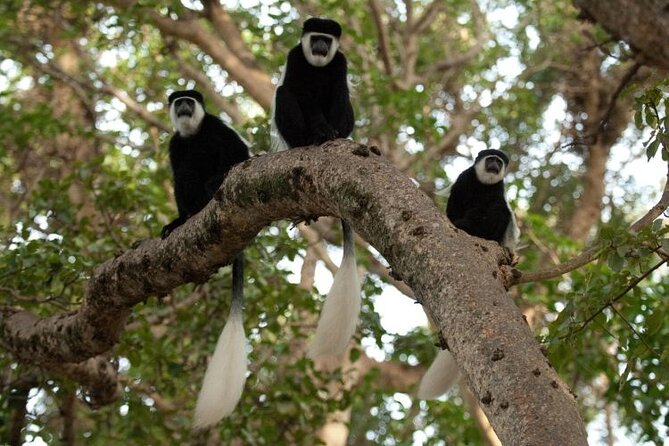 Day Trip to Menagesha Suba Forest from Addis Ababa - Why Menagesha Suba makes a good city escape