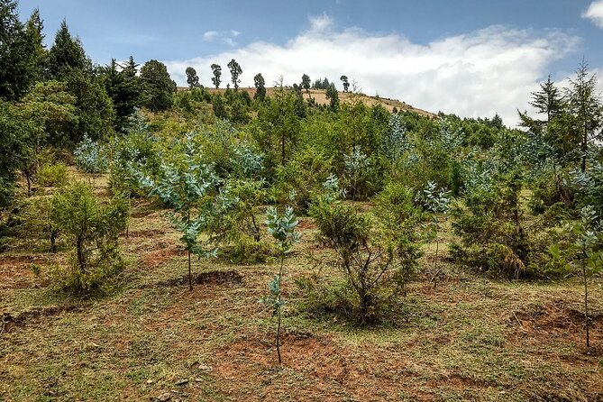 Day Trip to Menagesha Suba Forest from Addis Ababa - Walking among junipers and Erica trees