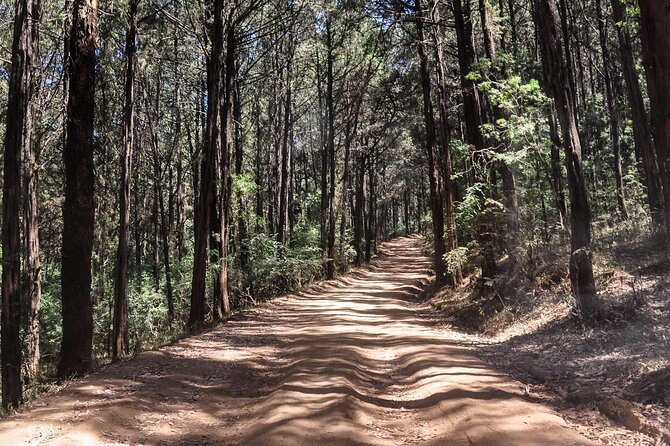 Day Trip to Menagesha Suba Forest from Addis Ababa - Lunch, Ethiopian coffee, and the human side of the day