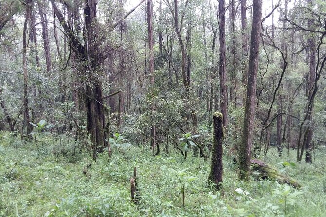 Day Trip to Menagesha Suba Forest from Addis Ababa - What the $130 price really covers