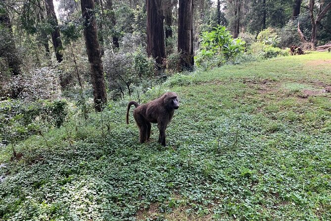 Day Trip to Menagesha Suba Forest from Addis Ababa - Who will enjoy this outing most
