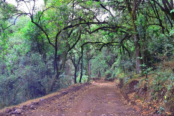 Day Trip to Menagesha Suba Forest from Addis Ababa - Timing, cancellation, and small practical details