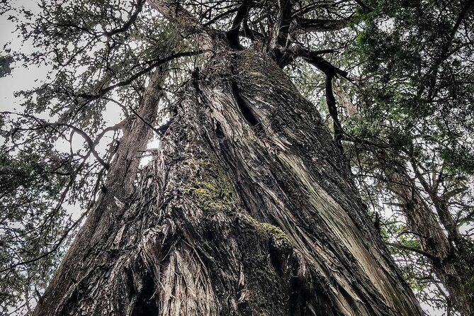 Day Trip to Menagesha Suba Forest from Addis Ababa - Leaving Addis Ababa by private car