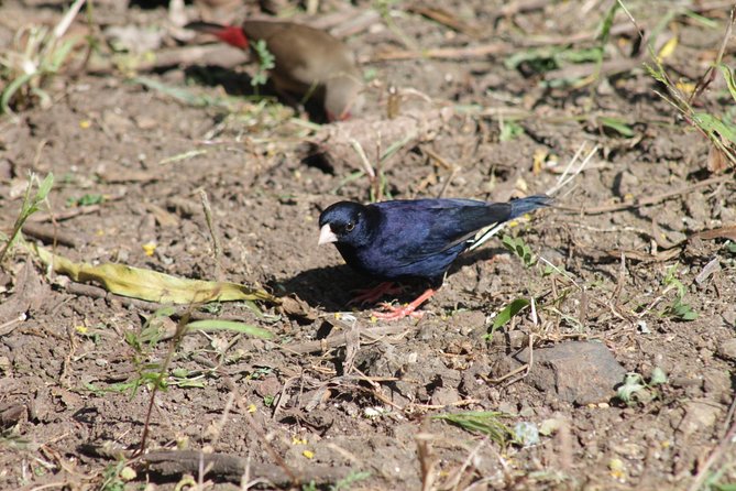 Day Trip to Rock Hewn Churches of Lalibela - More churches, local culture, and birdlife