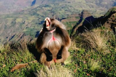 Debre Libanos Monastery & Scenic Portuguese Bridge Tour