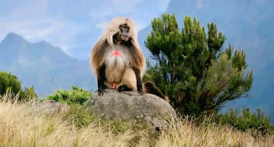 Debre Libanos Monastery & Scenic Portuguese Bridge Tour - What the $103 price really covers