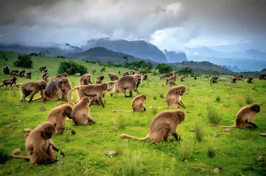 Debre Libanos Monastery & Scenic Portuguese Bridge Tour - Timing, fitness, and practical preparation