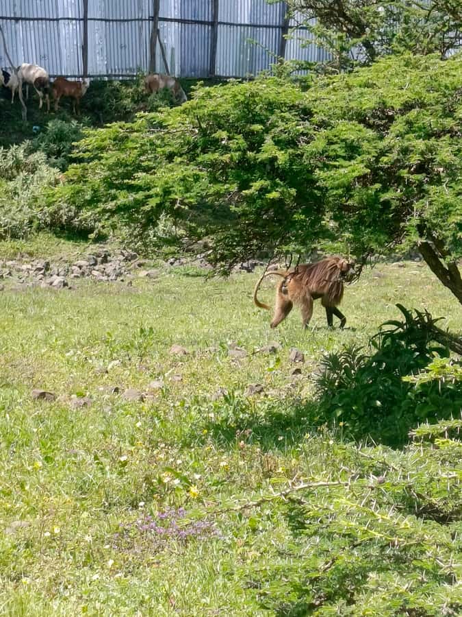 From Addis Ababa: Bisheftu Lake Side Tour - The drive from Addis and what the eight hours mean