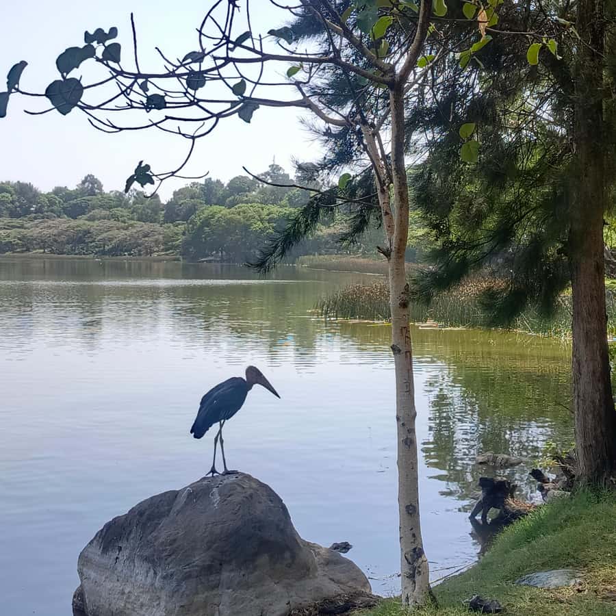 From Addis Ababa: Bisheftu Lake Side Tour - Lake Hora, the forest-fringed crater