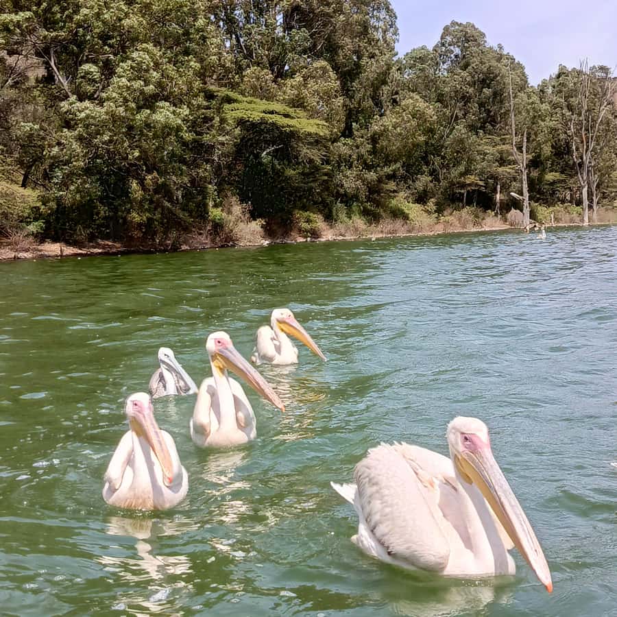 From Addis Ababa: Bisheftu Lake Side Tour - Lake Bishoftu and the main boat ride