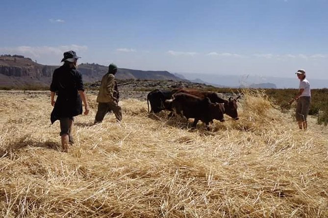Lasta Mountains: Highland Eco Trekking Tour in Lalibela - Timing, meeting point, and group size