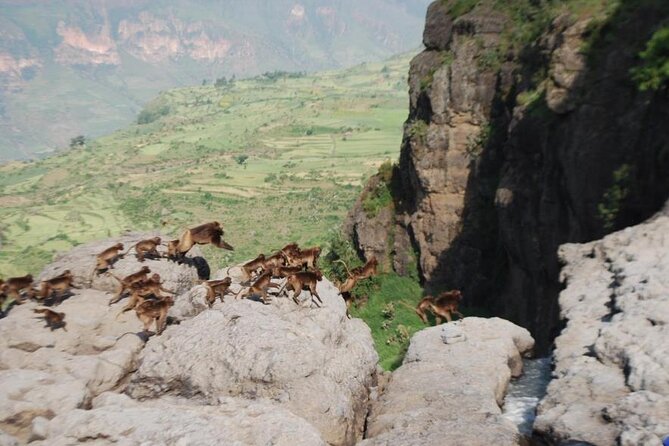 Nature & Historical day trip to Debrelibanos and the beautiful Jemma valley - Debre Libanos Museum and its old manuscripts