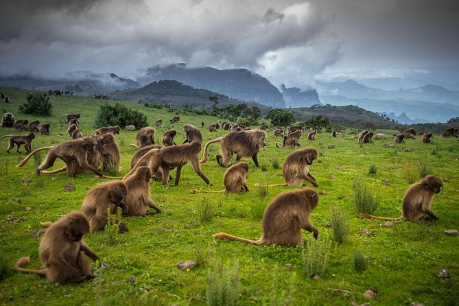 North Ethiopia Tours 12 Days From Addis Ababa - Day 2: Lake Tana monasteries and the Blue Nile Falls