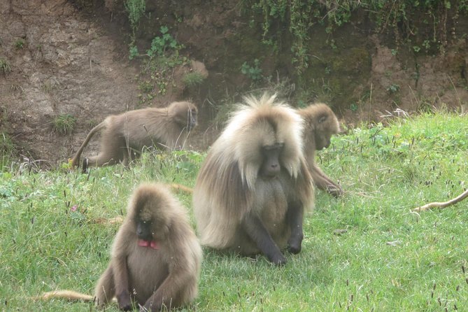 Northern Ethiopia & Trekking Simien Mountains , 10 Days - The Simien Mountains begin at 3,200 meters