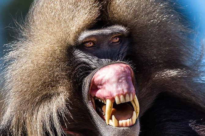 Private Day Trip to Debre Libanos Portuguese Bridge Galada Baboon - Walking to the Portuguese Bridge