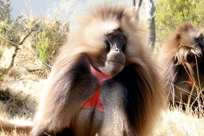 Private Day Trip to Debre Libanos Portuguese Bridge Galada Baboon - Mount Entoto and Addis Ababa from above