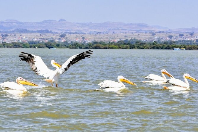 Private Guided Tours To Bahir Dar Lake Tana Monastery & Blue Nile Waterfalls - What the private format really adds
