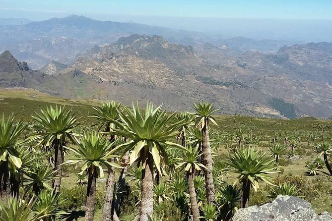 Tour 11 monolithic rock churches & museum in Lalibela & cave church with mummies - What Chris adds to the experience