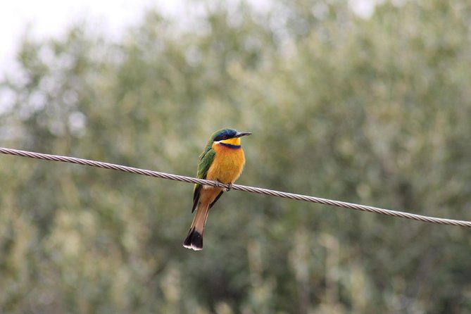 Trekking in Ethiopia's Lalibela Wollo Highland 4 Days / 3 Nights - Day 2: Geladas and birds around Meskel