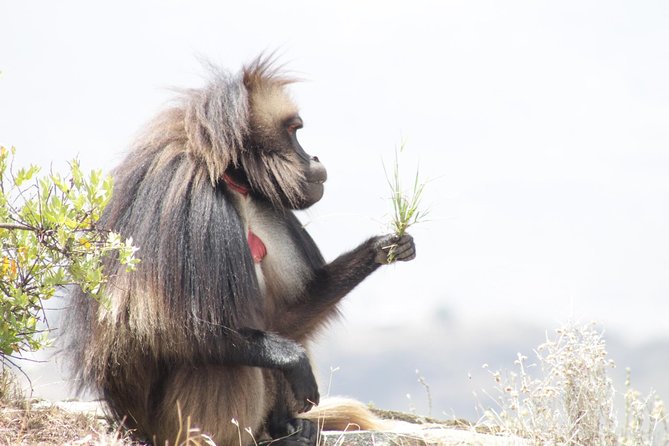 Trekking in Ethiopia's Lalibela Wollo Highland 4 Days / 3 Nights - What makes this different from a Lalibela day tour